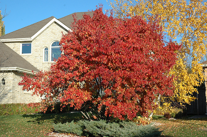 Red Rhapsody Amur Maple Acer Ginnala Mondy In Frankfort Chicago St Johns Tinley Joliet Orland Illinois Il At Alsip Home And Nursery,Best Emergency Food To Buy