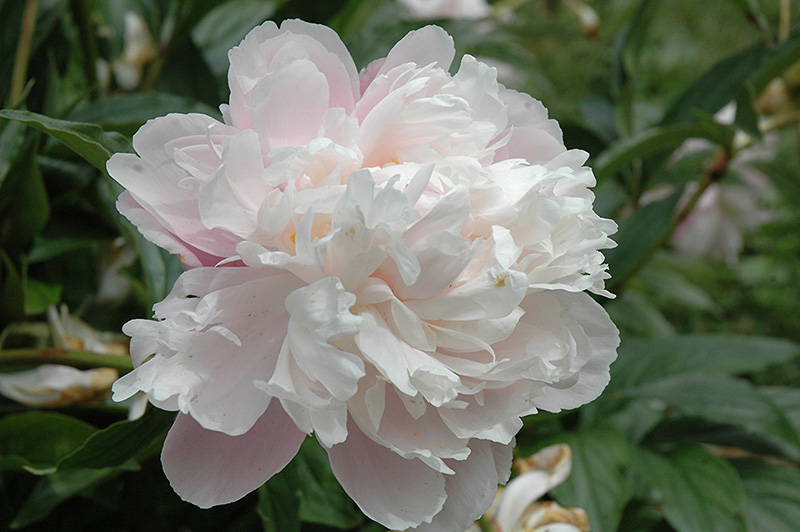 Georgiana Shaylor Peony (paeonia 'georgiana Shaylor') In Frankfort 