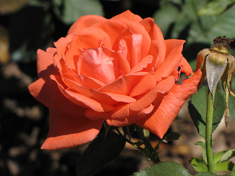 super star rose