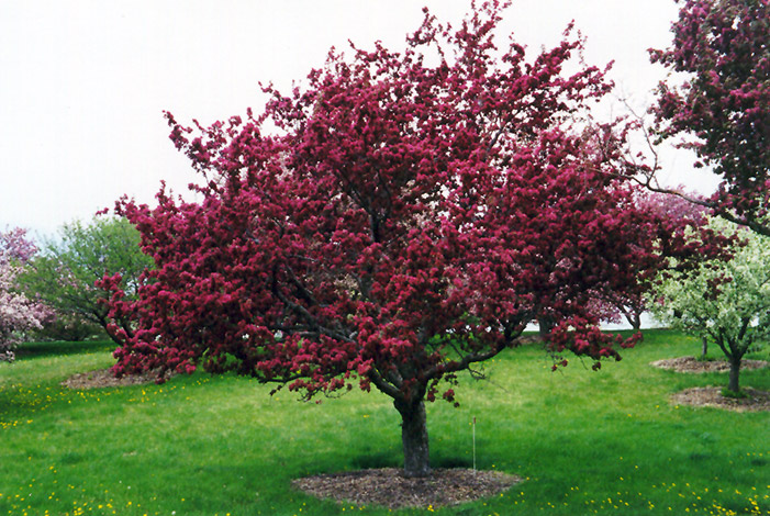 Profusion Flowering Crab (Malus 'Profusion') at Alsip Home and Nursery