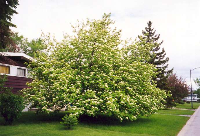 American Mountain Ash (Sorbus americana) at Alsip Home and Nursery