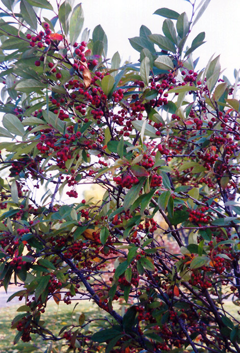 Red Chokeberry (Aronia arbutifolia) at Alsip Home and Nursery