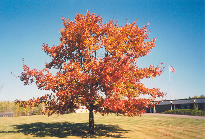 Red Oak (Quercus rubra) at Alsip Home and Nursery
