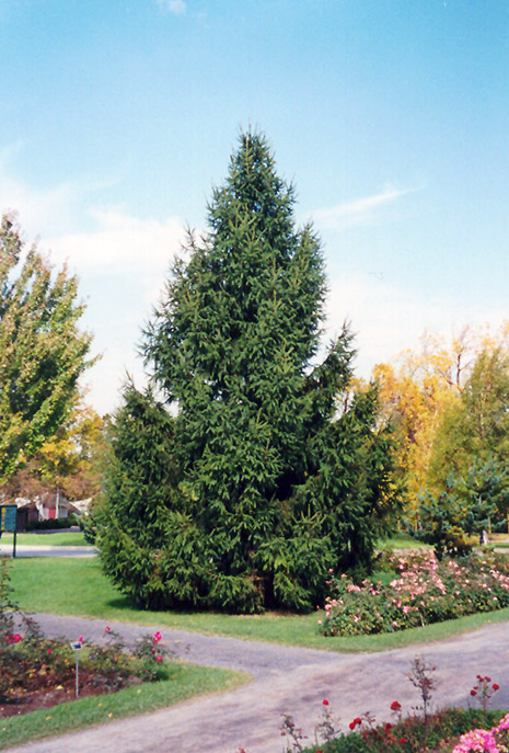 Norway Spruce (Picea abies) at Alsip Home and Nursery