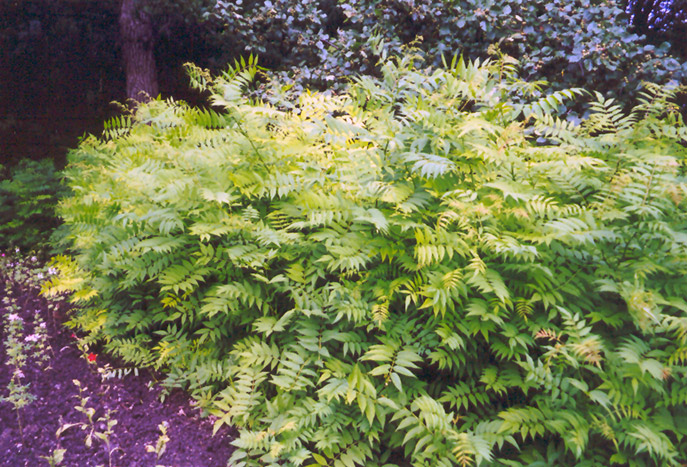 False Spirea (Sorbaria sorbifolia) at Alsip Home and Nursery