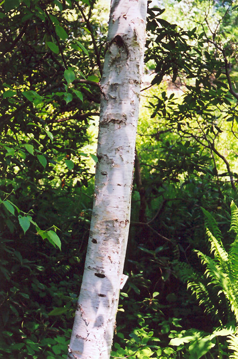 Whitespire Birch (Betula populifolia 'Whitespire') at Alsip Home and Nursery