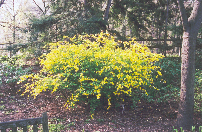 Japanese Kerria (Kerria japonica) at Alsip Home and Nursery