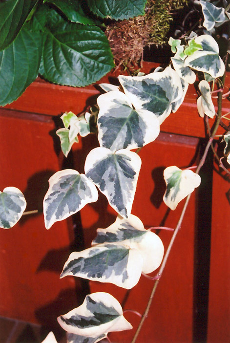 Variegated English Ivy (Hedera helix 'Variegata') at Alsip Home and Nursery