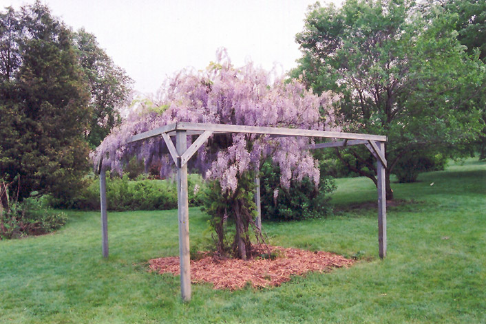 Aunt Dee Wisteria (Wisteria macrostachya 'Aunt Dee') at Alsip Home and Nursery
