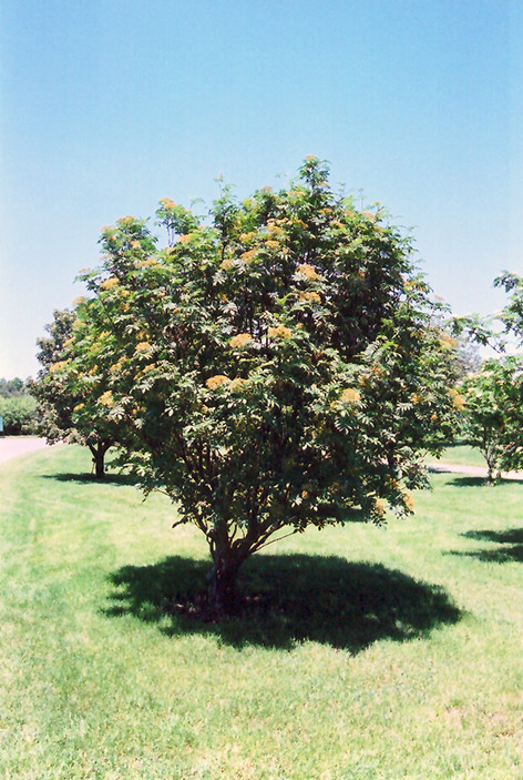 Western Mountain Ash (Sorbus scopulina) at Alsip Home and Nursery