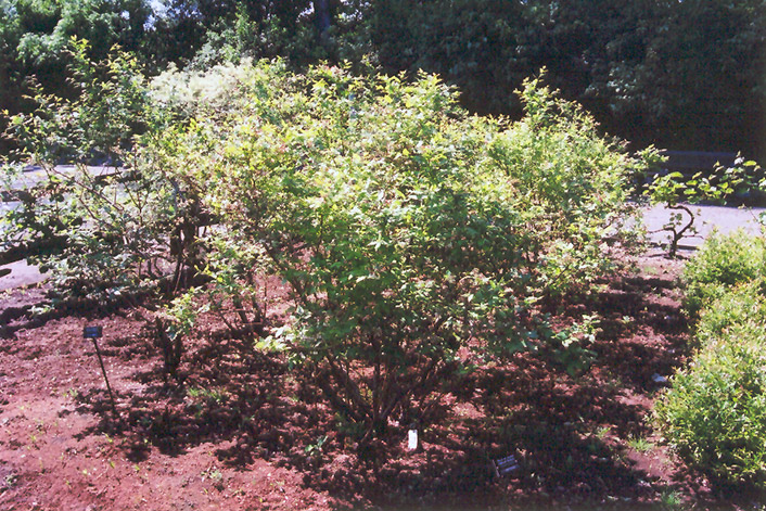 Northland Blueberry (Vaccinium corymbosum 'Northland') at Alsip Home and Nursery