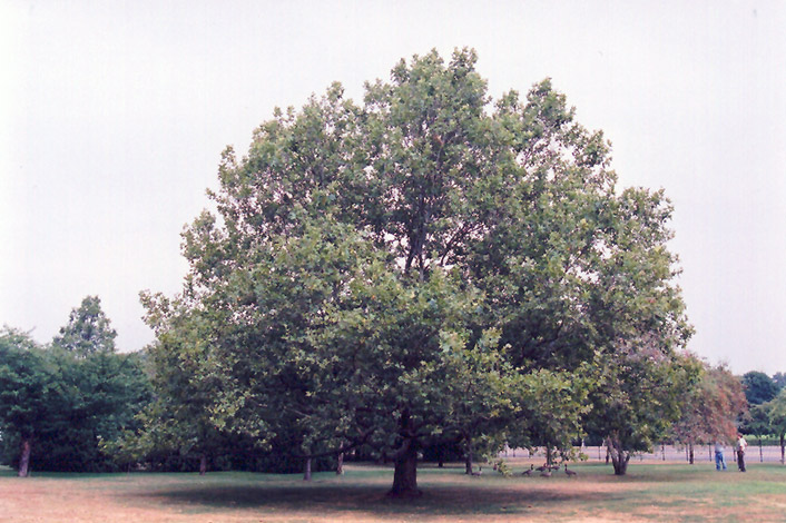 London Planetree (Platanus x acerifolia) at Alsip Home and Nursery