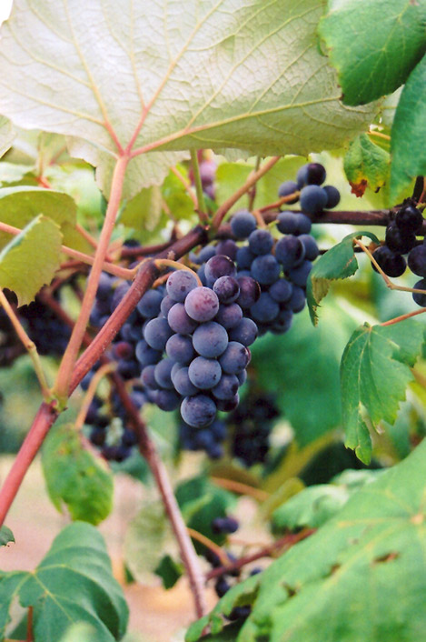 Common Grape (Vitis vinifera) at Alsip Home and Nursery