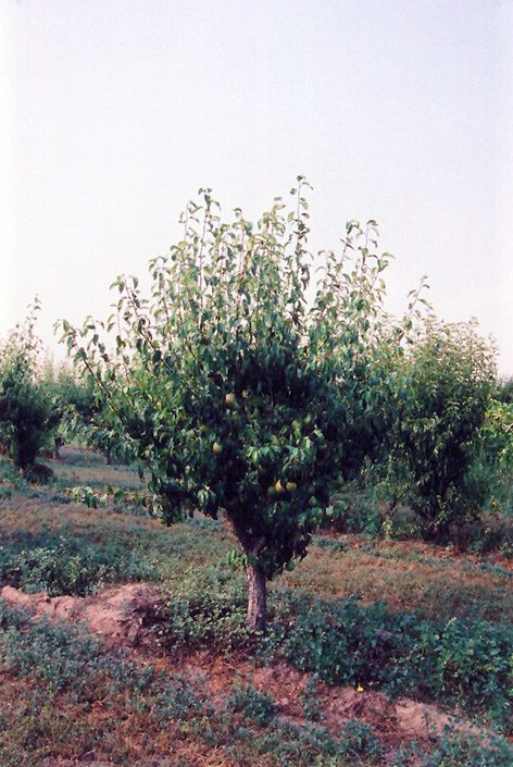 Anjou Pear (Pyrus communis 'Anjou') at Alsip Home and Nursery