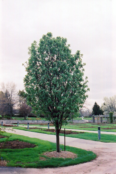 Columnar Oakleaf Mountain Ash (Sorbus x hybrida 'Fastigiata') at Alsip Home and Nursery