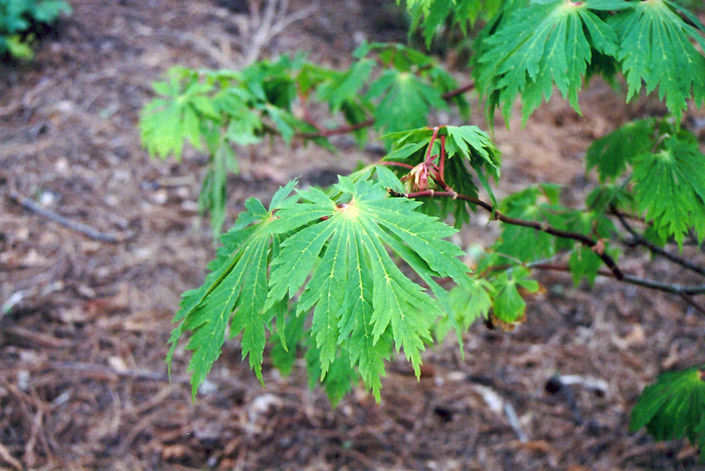 Fullmoon Maple (Acer japonicum) at Alsip Home and Nursery