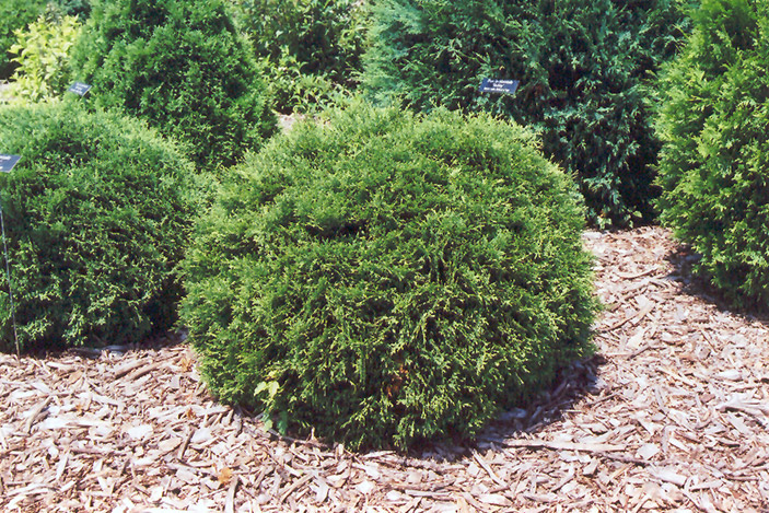 Hetz Midget Arborvitae (Thuja occidentalis 'Hetz Midget') at Alsip Home and Nursery