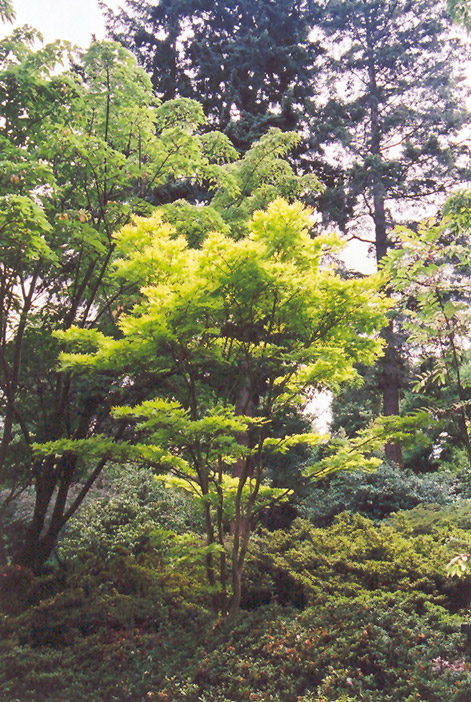 Golden Fullmoon Maple (Acer japonicum 'Aureum') at Alsip Home and Nursery