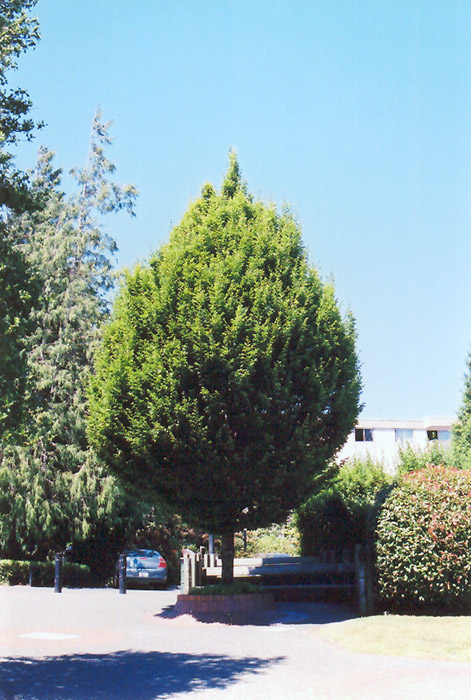 Columnar European Hornbeam (Carpinus betulus 'Columnaris') at Alsip Home and Nursery