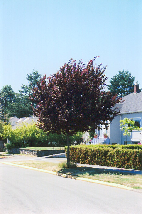 Newport Plum (Prunus cerasifera 'Newport') at Alsip Home and Nursery