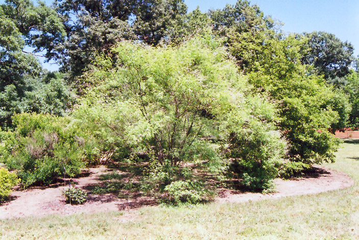 Chaste Tree (Vitex negundo) at Alsip Home and Nursery