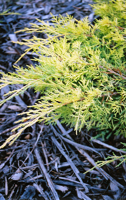 Gold Lace Juniper (Juniperus x media 'Gold Lace') at Alsip Home and Nursery
