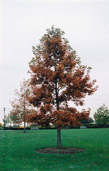 Swamp White Oak (Quercus bicolor) at Alsip Home and Nursery