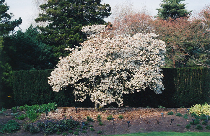 Star Magnolia (Magnolia stellata) at Alsip Home and Nursery