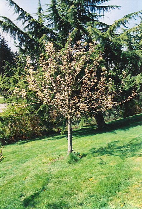 Stella Cherry (Prunus avium 'Stella') at Alsip Home and Nursery
