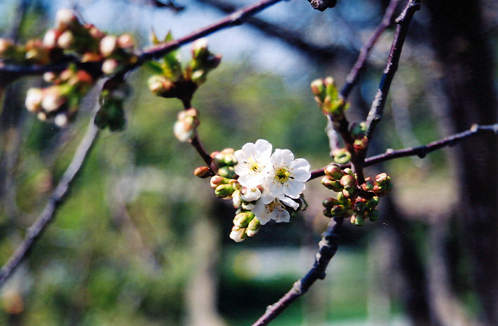 Montmorency Cherry (Prunus 'Montmorency') at Alsip Home and Nursery