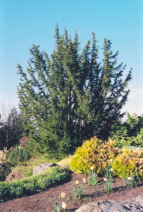 English Yew (Taxus baccata) at Alsip Home and Nursery