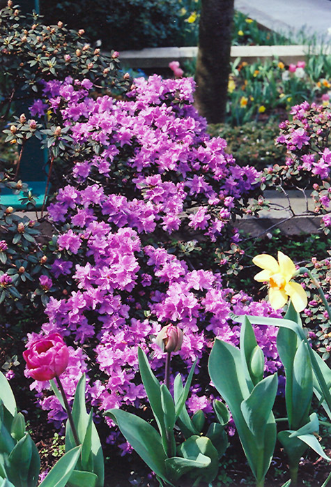 Ramapo Rhododendron (Rhododendron 'Ramapo') at Alsip Home and Nursery