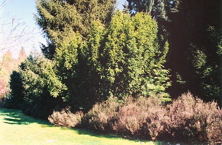 Golden English Yew (Taxus baccata 'Aurea') at Alsip Home and Nursery
