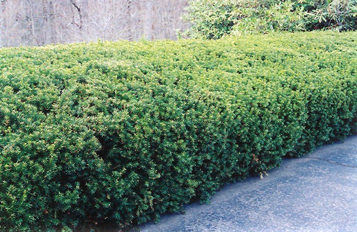 Chadwick's Yew (Taxus x media 'Chadwickii') at Alsip Home and Nursery