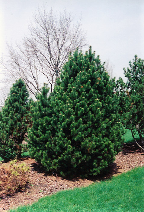 Gnom Mugo Pine (Pinus mugo 'Gnom') at Alsip Home and Nursery