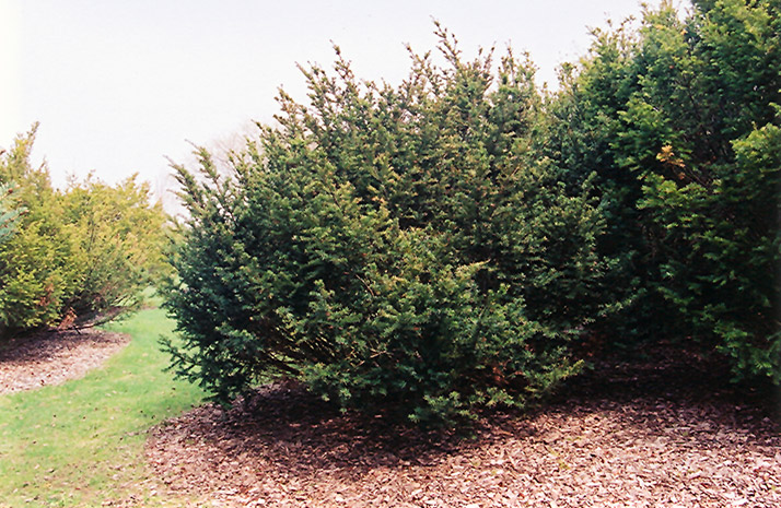 Kelsey Yew (Taxus x media 'Kelseyi') at Alsip Home and Nursery