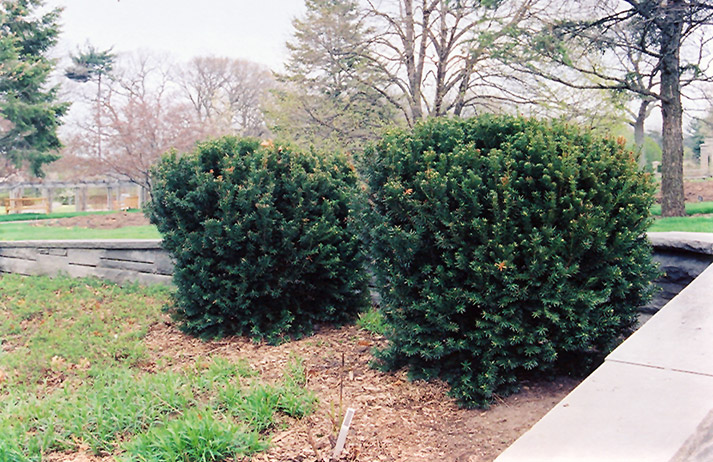 Hill's Yew (Taxus x media 'Hillii') at Alsip Home and Nursery