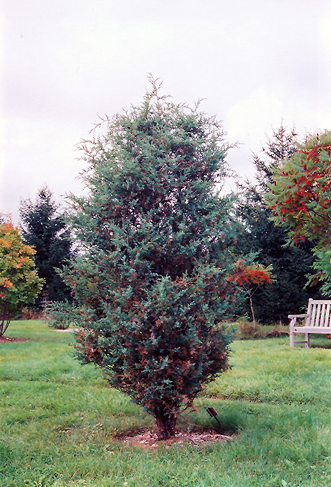 Chinese Juniper (Juniperus chinensis) at Alsip Home and Nursery