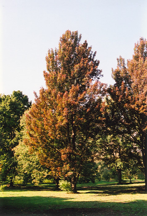 Columnar Red Maple (Acer rubrum 'Columnare') at Alsip Home and Nursery