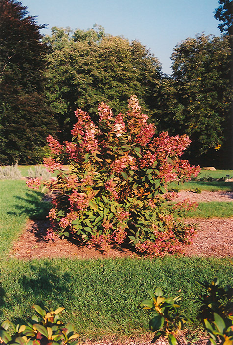 Tardiva Hydrangea (Hydrangea paniculata 'Tardiva') at Alsip Home and Nursery