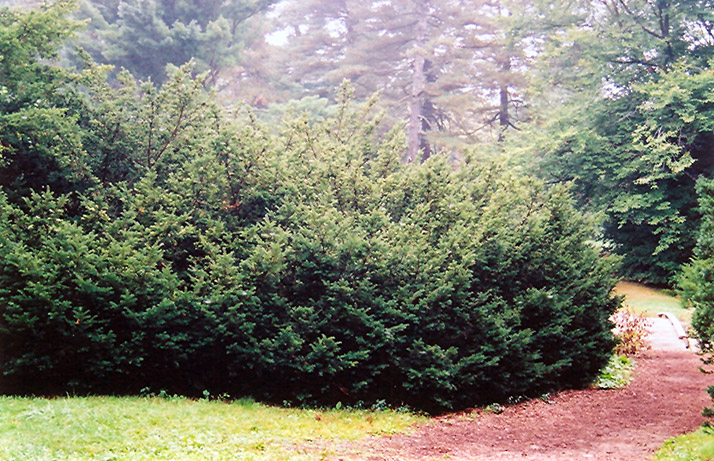 Densa Japanese Yew (Taxus cuspidata 'Densa') at Alsip Home and Nursery