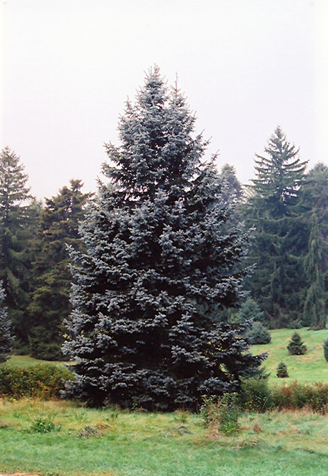Hoopsii Blue Spruce (Picea pungens 'Hoopsii') at Alsip Home and Nursery