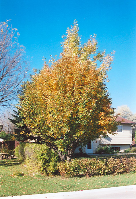 Oakleaf Mountain Ash (Sorbus x hybrida) at Alsip Home and Nursery