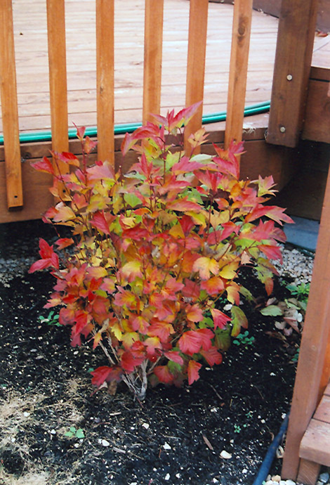 Compact Highbush Cranberry (Viburnum trilobum 'Compactum') at Alsip Home and Nursery