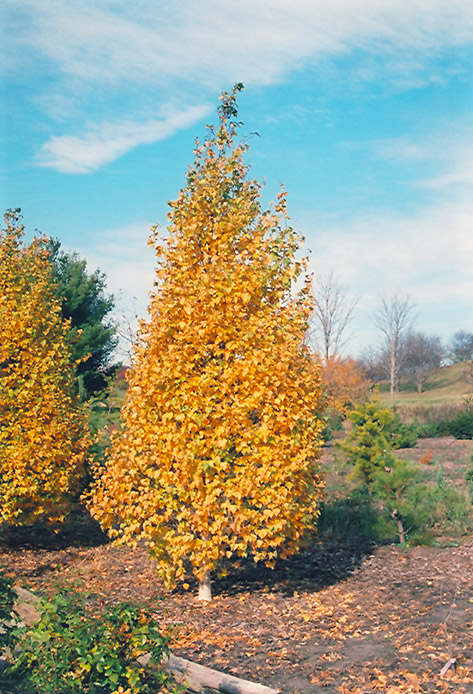 Whitespire Birch (Betula populifolia 'Whitespire') at Alsip Home and Nursery