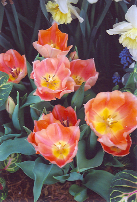 Apricot Beauty Tulip (Tulipa 'Apricot Beauty') at Alsip Home and Nursery