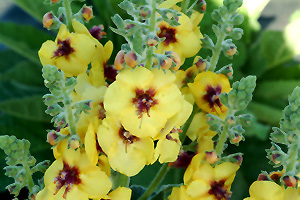 Gold Nugget Mullein (Verbascum 'Gold Nugget') at Alsip Home and Nursery