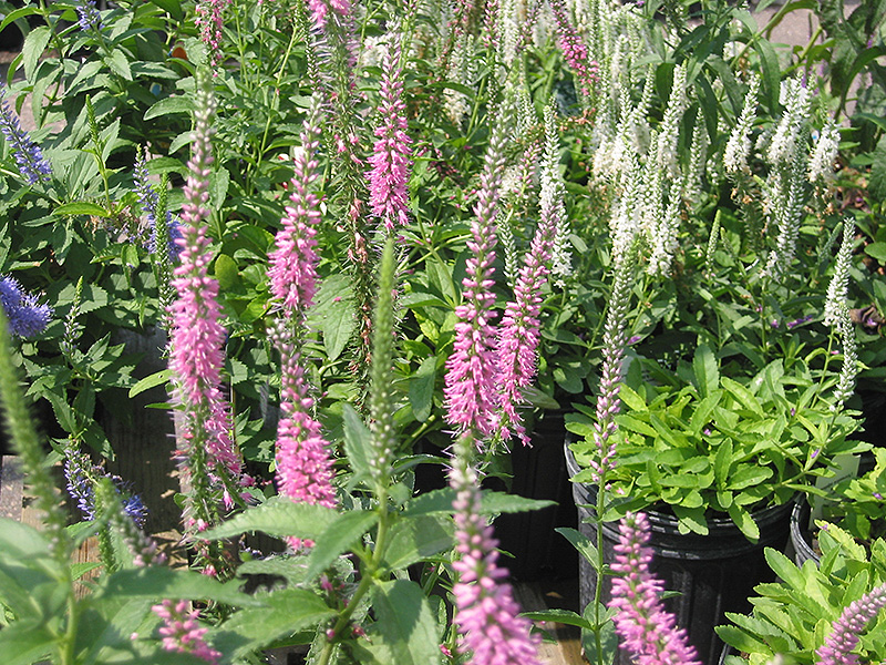 Baby Doll Speedwell (Veronica spicata 'Baby Doll') at Alsip Home and Nursery