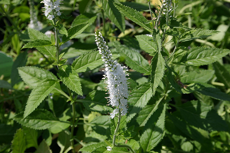 White Icicles Speedwell (Veronica spicata 'White Icicles') at Alsip Home and Nursery