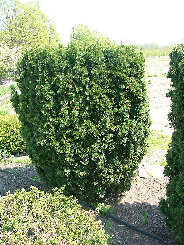 Representative Yew (Taxus x media 'Repzam') at Alsip Home and Nursery
